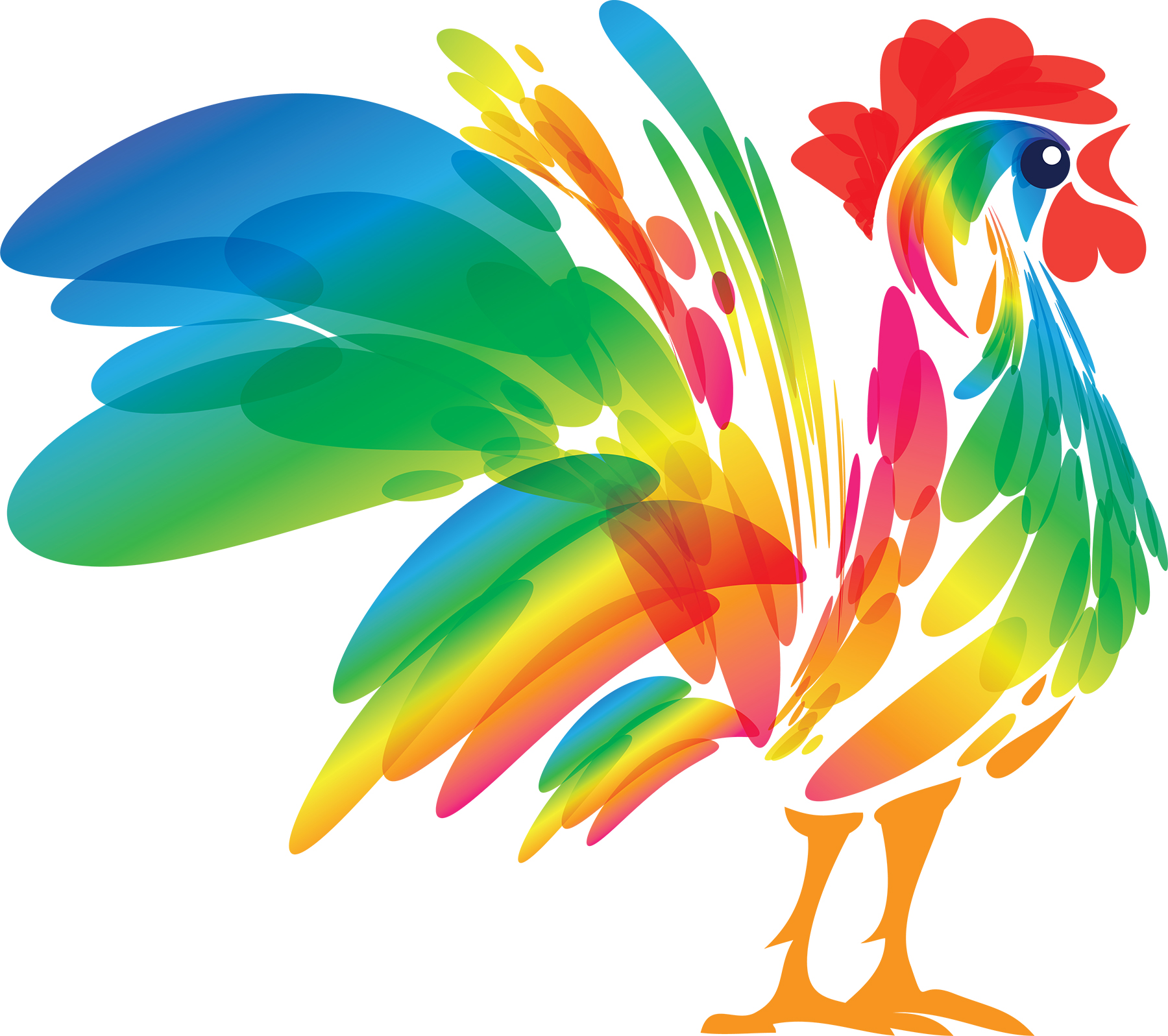 web-colorful-rooster-adobe-stock_804